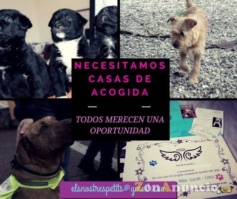 Buscamos casas de acogida para perros en BARCELONA